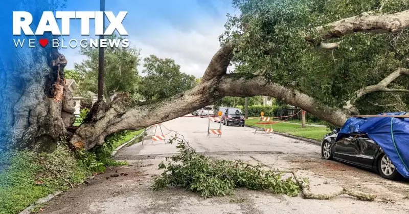 Alberi caduti sulle auto: chi paga i danni?